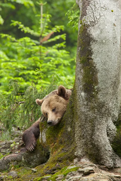 European Brown Bear Ursus Arctos Arctos Nationaal Park Beierse Woud — Stockfoto