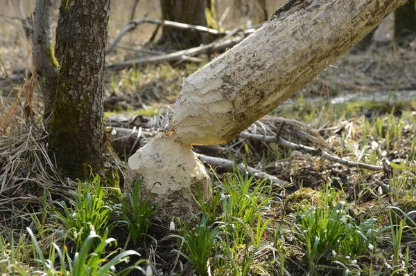 Pohon Trunk Cut Oleh Beavers Dan Leucojum Vernum Awal Springtime — Stok Foto