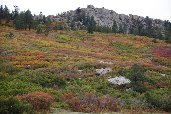 Scrub Oak Autumn Colorado Verenigde Staten — Stockfoto