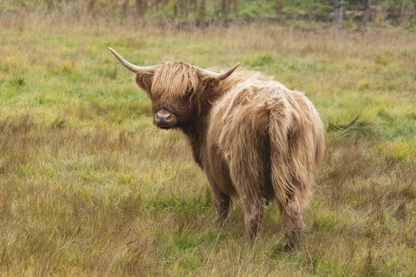 Highland Cattle Grazing Meadow — Stock Photo, Image