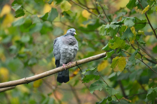 Feral Pigeon Columba Livia Domestica Gelegen Branch Herfst Nationaal Park — Stockfoto