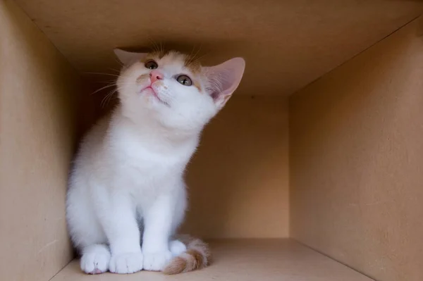 Karton Kutuda Şirin Kedi Yavrusu — Stok fotoğraf