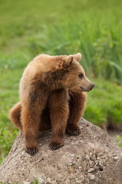 Ευρωπαϊκή Καφέ Αρκούδα Ursus Arctos Arctos Που Κάθεται Στο Βράχο — Φωτογραφία Αρχείου