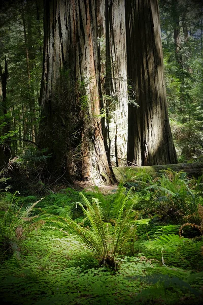 Close Troncos Sequoias Vegetação Chão Floresta Norte Califórnia Eua — Fotografia de Stock