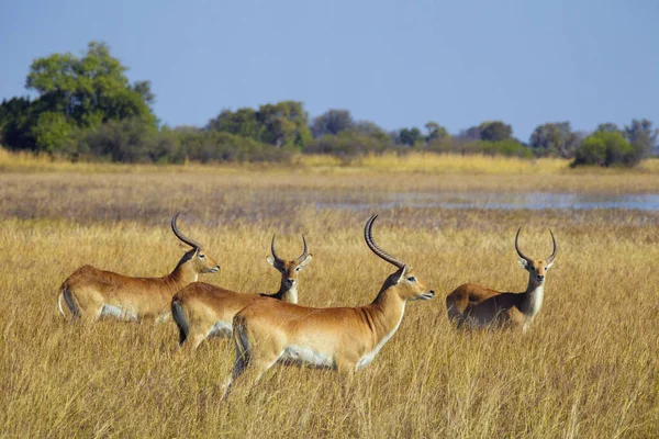 Skupina Červených Chlípníků Kobus Leche Leche Stojící Trávě Deltě Okavango — Stock fotografie