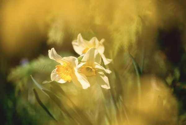 Daffodils New Brunswick Canada — Stockfoto