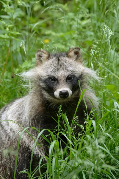Close Portrait Raccoon Dog Nyctereutes Procyonoides Hesse Alemanha — Fotografia de Stock