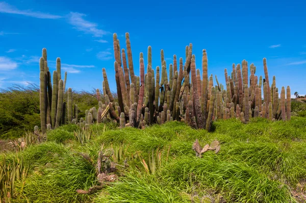 Scenic Med Kaktus Aruba Mindre Antillerna Karibien — Stockfoto