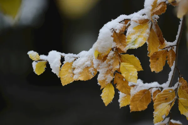 Κοντινό Πλάνο Του Snow Leaves European Beech Fagus Sylvatica Tree — Φωτογραφία Αρχείου