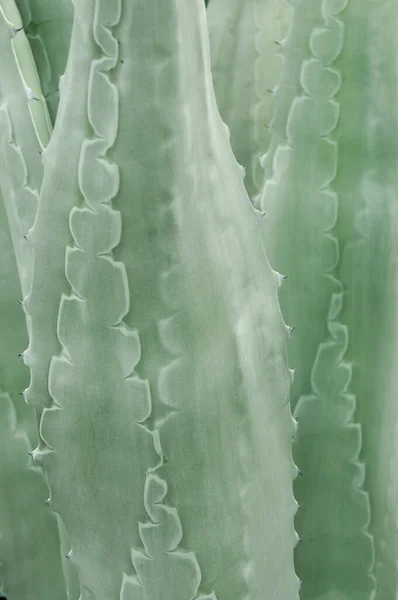 Közeli Kilátás Egy Zöld Agave Növény — Stock Fotó