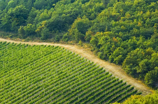 Виноградники Кьянти Тоскана Италия — стоковое фото