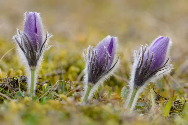 Zbliżenie Kwiatów Paski Pulsatilla Vulgaris Kwitnie Łące Wiosną Bawaria Niemcy — Zdjęcie stockowe