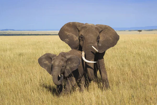 Elefante Africano Bush Loxodonta Africana Mãe Com Bezerro Reserva Nacional — Fotografia de Stock