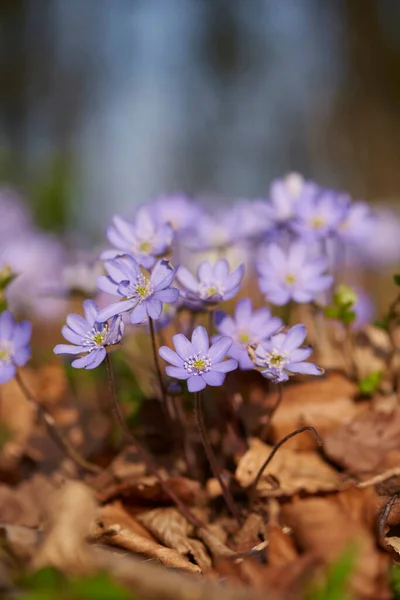 Nahaufnahme Der Gemeinen Hepatika Anemone Hepatica Waldboden Zeitigen Frühjahr Oberpfalz — Stockfoto
