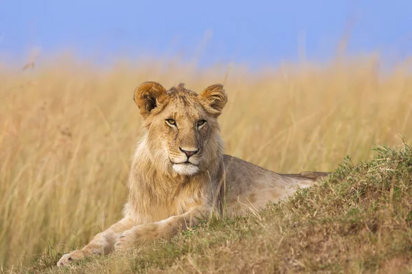 Jonge Mannelijke Leeuw Panthera Leo Maasai Mara National Reserve Kenia — Stockfoto