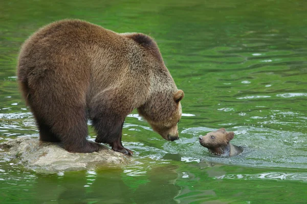 Καφέ Αρκούδα Ursus Arctos Cub Βαυαρικό Δασικό Εθνικό Πάρκο Βαυαρία — Φωτογραφία Αρχείου