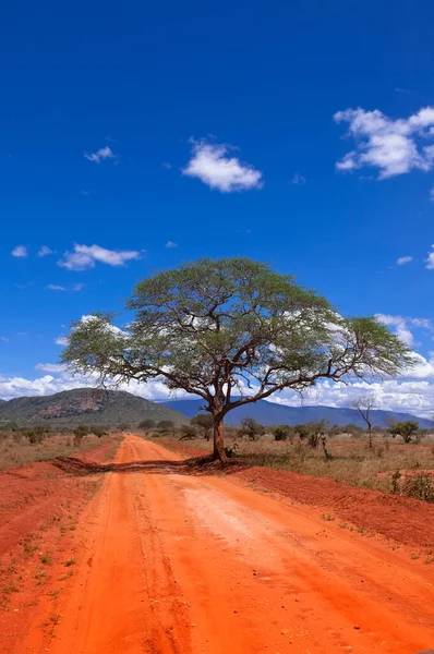 Parque Nacional Tsavo Kenia — Foto de Stock