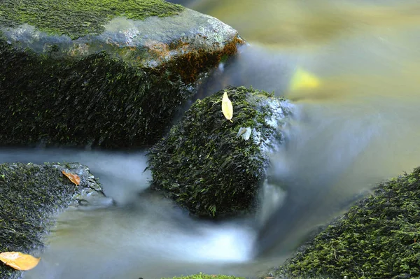 Détail Des Eaux Fluides Une Petite Rivière Automne Dans Forêt — Photo