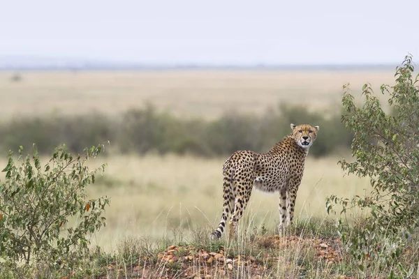 Cheetah Masai Mara National Reserve Kenya — Foto Stock