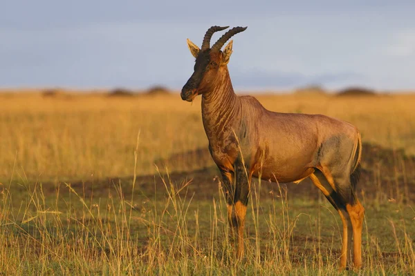 Topi Reserva Nacional Masai Mara Quênia — Fotografia de Stock