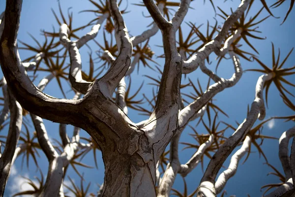 Suchý Strom Kokerboomu Keetmanshoop Namibie — Stock fotografie