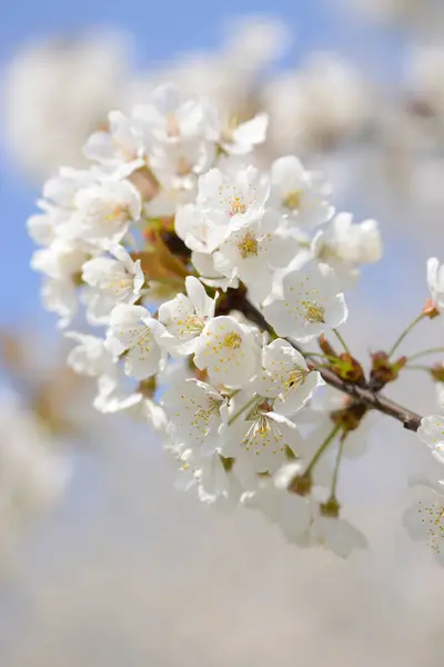 Close Wild Cherry Prunus Avium Blossoms Spring Bavaria Germany — Stock Photo, Image