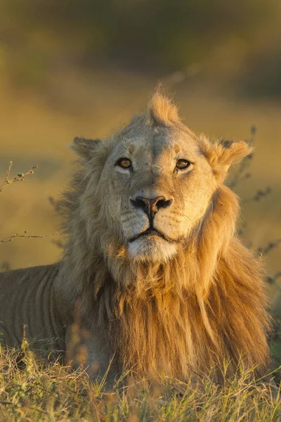 Portrait African Lion Panthera Leo Laying Grass Looking Camera Okavango — Stock Photo, Image