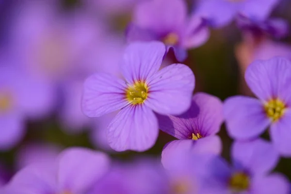 Närbild Lilacbush Aubrieta Deltoidea Blommar Trädgård Våren Bayern Tyskland — Stockfoto