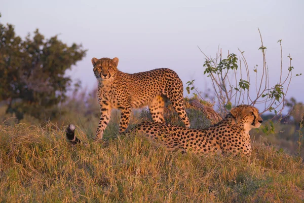 Cheetahs Acinonyx Jubatus Madre Joven Hierba Amanecer Delta Del Okavango — Foto de Stock