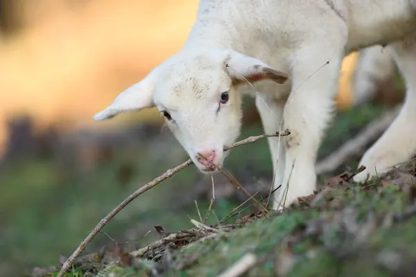 Close House Sheep Ovis Orientalis Aries Lamb Meadow Spring Bavaria — Stock Photo, Image