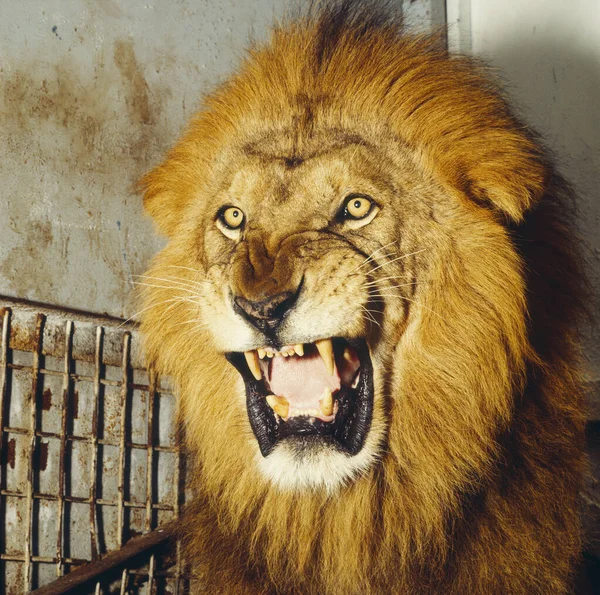 Lejonrytande Närbild Porträtt — Stockfoto