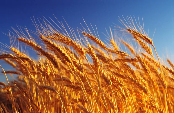 Pšeničné Plodiny Připravené Sklizni Austrálie — Stock fotografie