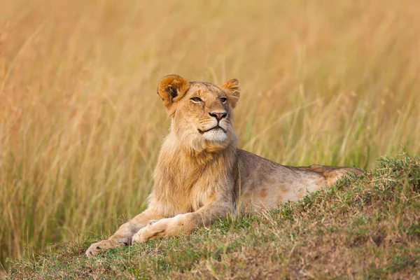 Joven León Macho Panthera Leo Reserva Nacional Maasai Mara Kenia —  Fotos de Stock