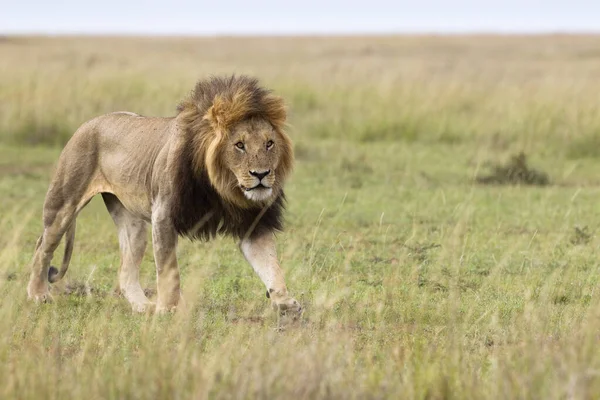Male Lion Masai Mara National Reserve Kenya — Stock Photo, Image
