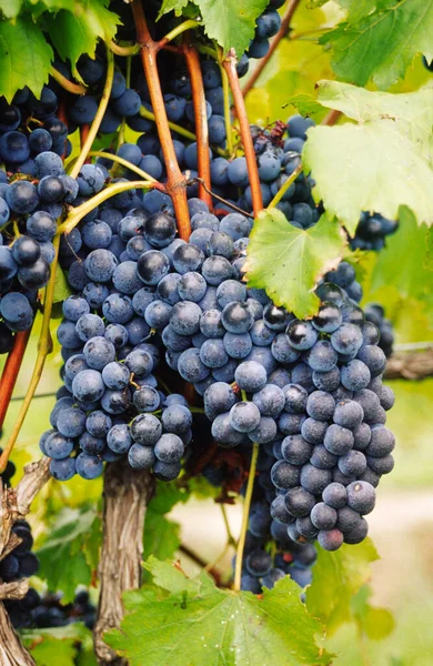 Red Grapes Growing Vine — Stock Photo, Image