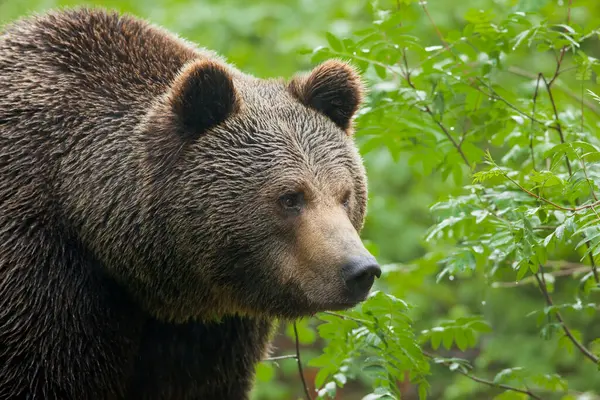 Brown Bear Bavarian Forest National Park Bavaria Germany — Stock Photo, Image