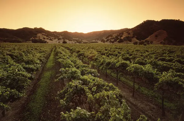 Vineyard Northern California Usa — Stock Photo, Image