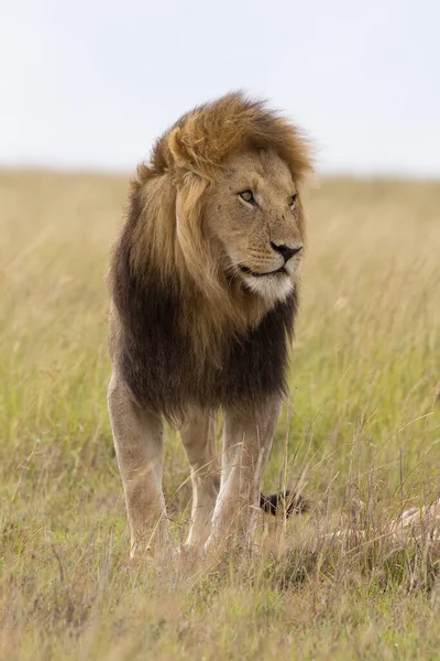 Portrait Lion Mâle Réserve Nationale Masai Mara Kenya — Photo