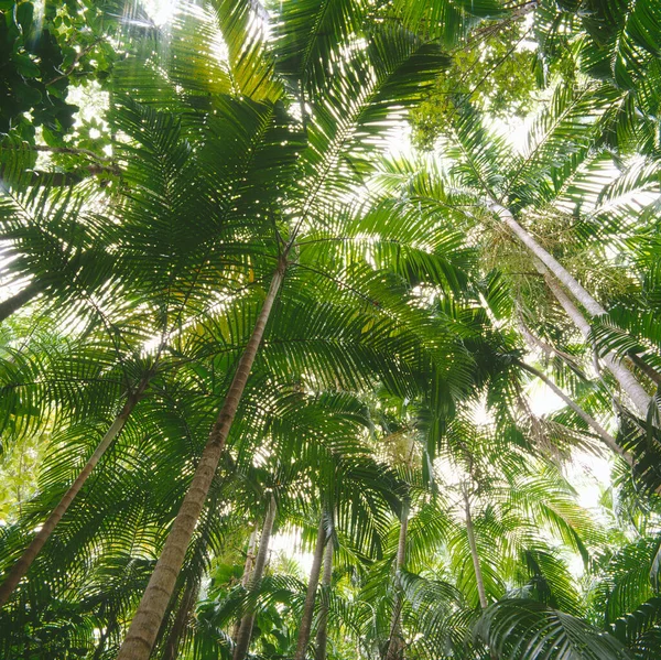 Zielony Las Deszczowy Australii — Zdjęcie stockowe