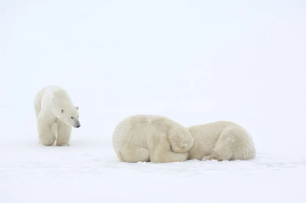 Kutup Ayıları Buz Üstünde — Stok fotoğraf
