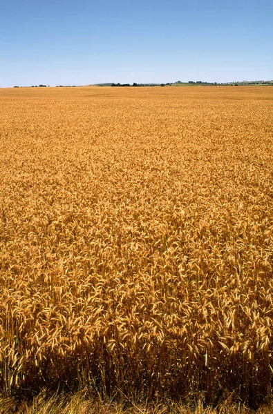 Wheat Crop Ready Harvest Australia — Stock Photo, Image