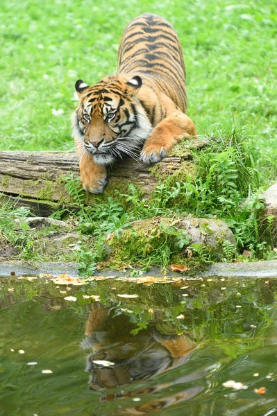 Sumatran Tiger Panthera Tigris Sumatrae Łące Nad Jeziorem Lecie Zoo — Zdjęcie stockowe