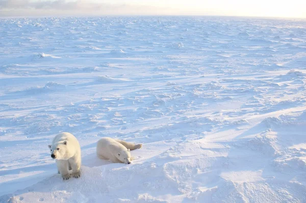 Застрявшие Снегу Полярные Медведи — стоковое фото