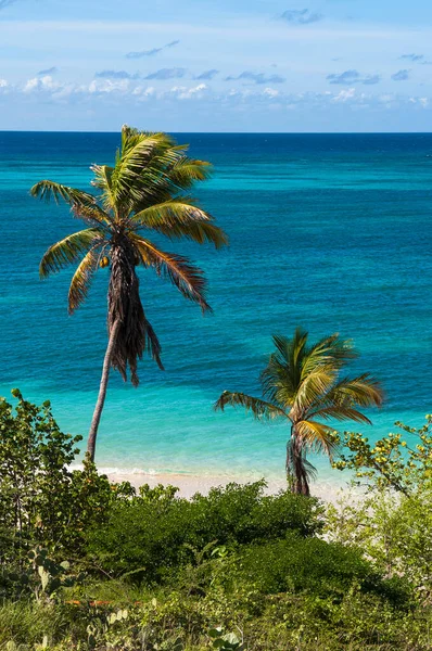 Palmeiras Por Oceano Rodgers Beach Aruba Pequenas Antilhas Caribe — Fotografia de Stock
