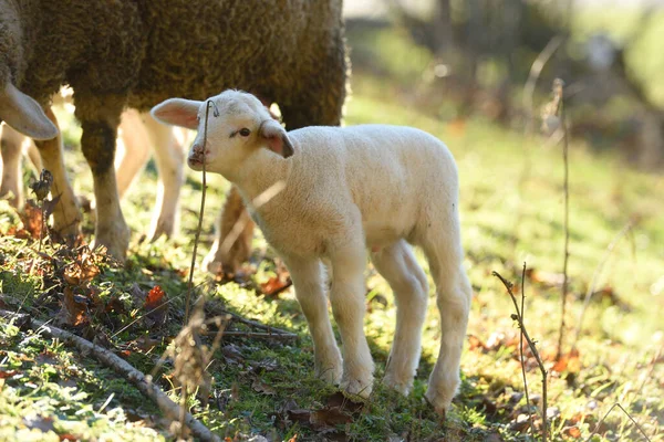 Close House Sheep Ovis Orientalis Aries Lamb Meadow Spring Bavaria — Stock Photo, Image