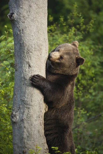 Brązowy Niedźwiedź Stojący Przy Tree Trunk Bawarski Park Narodowy Las — Zdjęcie stockowe