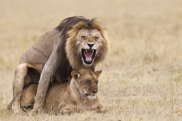 African Lions Panthera Leo Mating Maasai Mara National Reserve Kenya — Stock Photo, Image