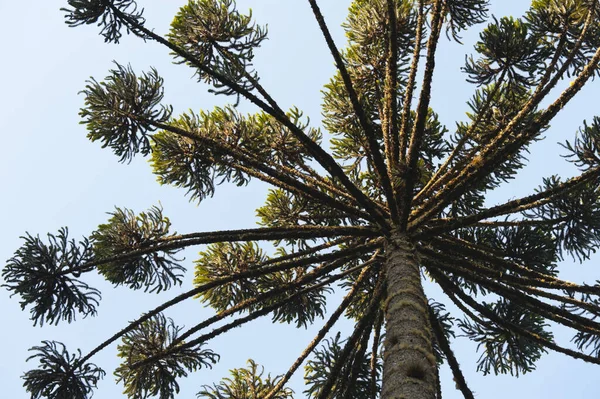 Braziliaanse Dennenboom Atlantische Woud Brazilië — Stockfoto