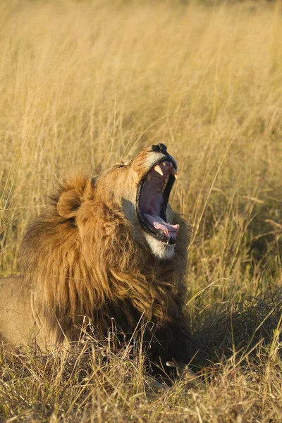 Африканский Лев Panthera Leo Лежащий Траве Зевающий Дельту Окаванго Ботсване — стоковое фото