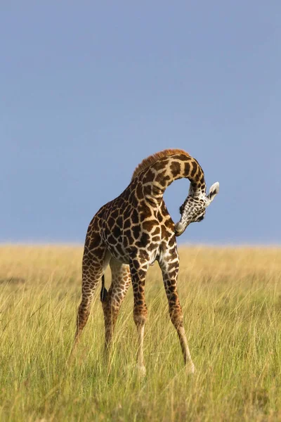 Masai Giraffe Masai Mara National Reserve Kenya — Foto Stock